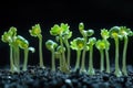 Small plants growing from dark soil Royalty Free Stock Photo