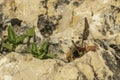 Small plants growing in depressions of stones close-up