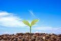 Small plants growing on ground and blurred blue sky background.