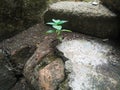 small plants growing on the old wall Royalty Free Stock Photo