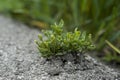 Small Plants Growing Out Of Concrete 