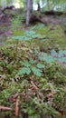Small plants and moss on the forest ground