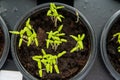 Small plants planting, the seedling trays for agricultural plants. Spring planting. Early seedlings grown from seeds in boxes at Royalty Free Stock Photo