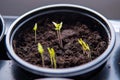 Small plants planting, the seedling trays for agricultural plants. Spring planting. Early seedlings grown from seeds in boxes at Royalty Free Stock Photo