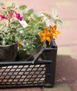 Small plants in pots ready to be planted in garden.