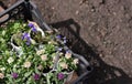 Small plants in pots ready to be planted in garden.