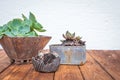 Small plants in rusty flowerpots