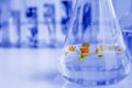 Small plants in test tube for biotechnology Royalty Free Stock Photo