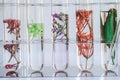 Small plants in test tube for biotechnology Royalty Free Stock Photo