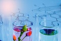 Small plants in test tube for biotechnology medicine research Royalty Free Stock Photo