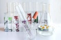 Small plants in test tube for biotechnology Royalty Free Stock Photo