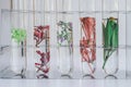 Small plants in test tube for biotechnology Royalty Free Stock Photo