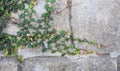Small plants on the wall Royalty Free Stock Photo