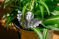 small plaster angel sitting in flower pot Royalty Free Stock Photo