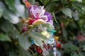 Small plastic pacifiers hanging from the plants