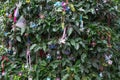 Small plastic pacifiers hanging from the plants