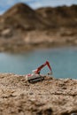 Small plastic toy excavator with bucket working on sand extraction at quarry. Pond in background. Children`s toy model of tractor Royalty Free Stock Photo