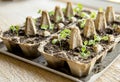 Small plats growing in carton chicken egg box in black soil. Royalty Free Stock Photo