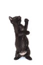 Small playful black kitten