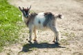 A small, frisky, playful goat, white and gray with horns frolicking on the lawn with the grass at midday in the summer