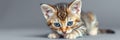 Curious kitten explores a grey surface with playful eyes and adorable features in a cozy indoor setting
