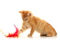 Small playful kitty Royalty Free Stock Photo