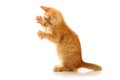 Small playful kitty Royalty Free Stock Photo