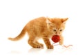 Small playful kitty Royalty Free Stock Photo