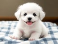 A small playful puppy on a blanket. Little white dog in plaid