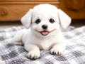 A small playful puppy on a blanket. Little white dog in plaid