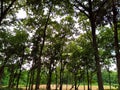 A small playground sorounded by huge trees