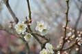 small plum flower blossoms on the branch Royalty Free Stock Photo