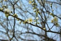 small plum flower blossoms on the branch Royalty Free Stock Photo