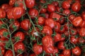 Small Plum Tomatoes for sale Royalty Free Stock Photo