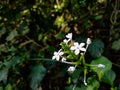 Small plumbago zeylanica macro shot