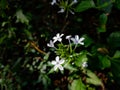 Small plumbago zeylanica macro shot