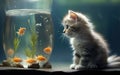 A small plump kitten watches the fish in the aquarium