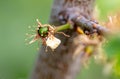 Small plums on a tree in spring. Macro