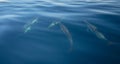 Small pod of five common bottlenosed dolphins swimming underwater near the Channel Islands National Park off California coast USA Royalty Free Stock Photo