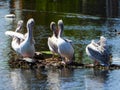 Small pod of great white pelicans standing on a small rocky islet in the lake on a sunny day