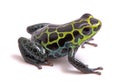 Small poison dart or arrow frog, Ranitomeya variabilis Royalty Free Stock Photo