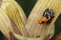 Small poison dart frog Ranitomeya fantastica