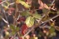 Small Poison Oak Leaf In Northern California For Plant Identification