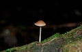 The small poisonous fungus Galerina Swamp Galerina paludosa, g