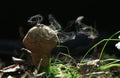 Small poisonous mushroom