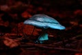 Small poisonous mushroom Royalty Free Stock Photo