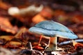 Small poisonous mushroom Royalty Free Stock Photo