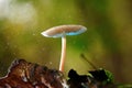 Small poisonous mushroom Royalty Free Stock Photo