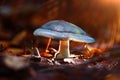 Small poisonous mushroom Royalty Free Stock Photo