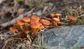 Small poisonous mushrooms - Hygrocybe miniata Royalty Free Stock Photo